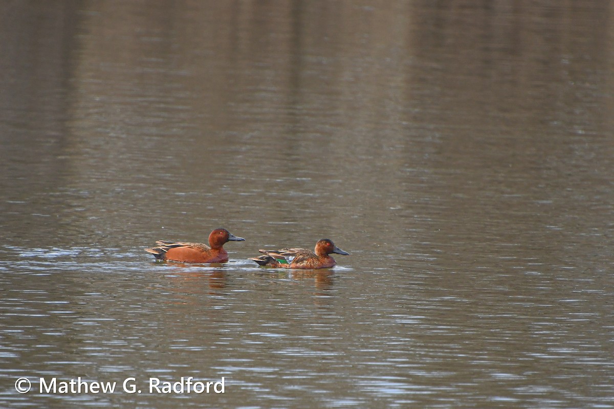 Cinnamon Teal - ML615353492