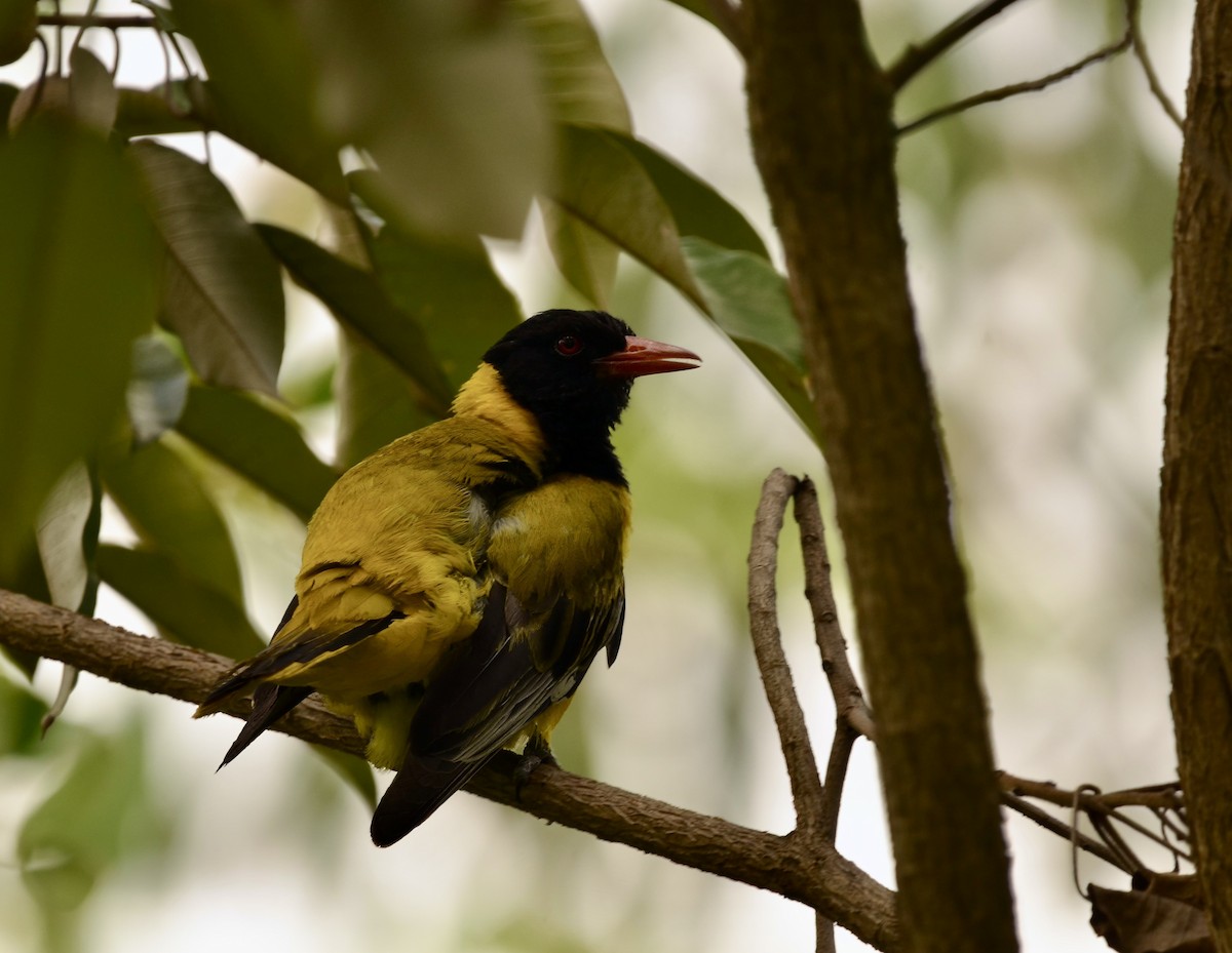 African Black-headed Oriole - ML615353497