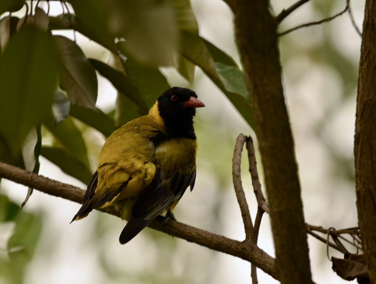 African Black-headed Oriole - Ken Simonite