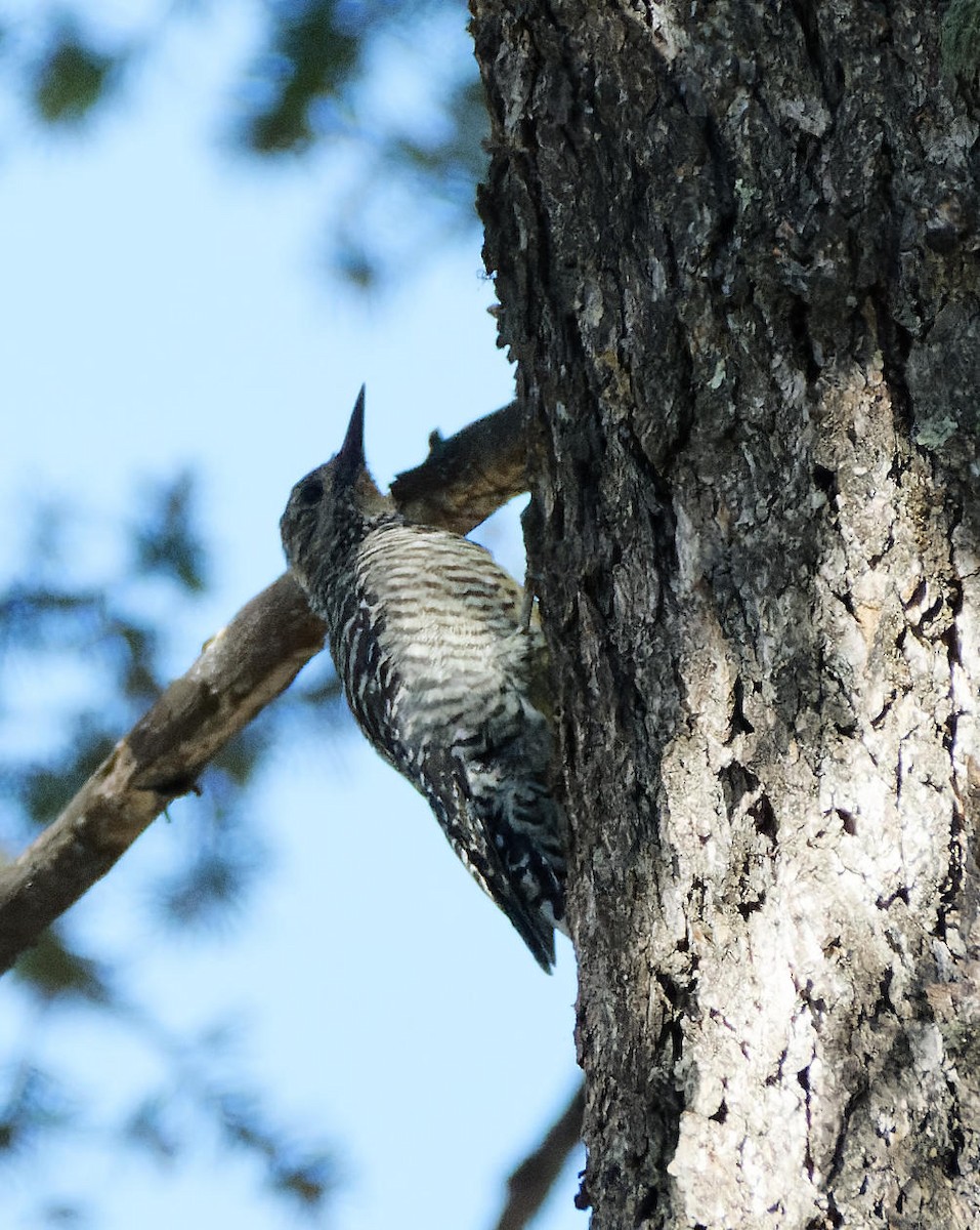 Williamson's Sapsucker - Leslie Holzmann