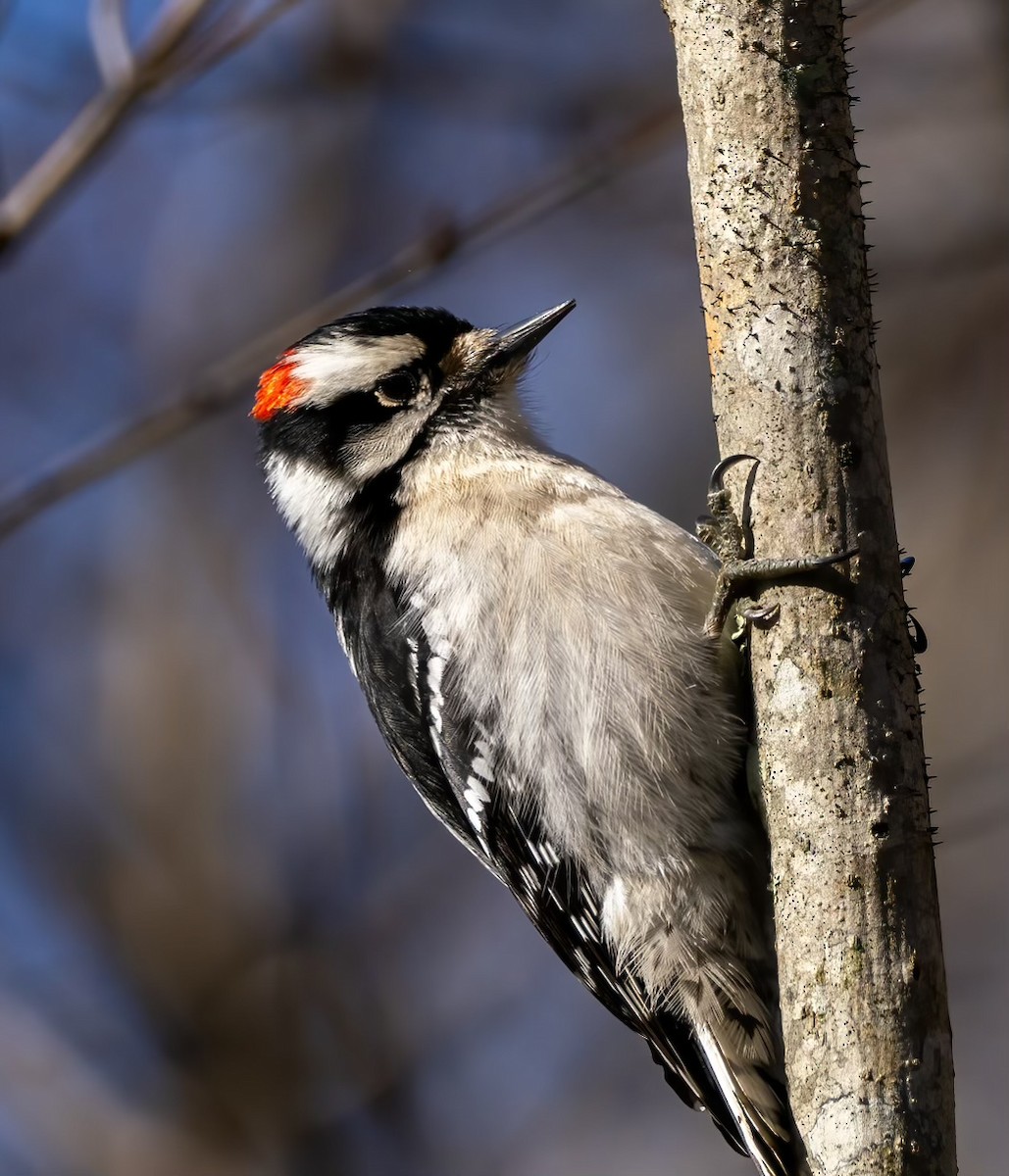 Downy Woodpecker - ML615353541
