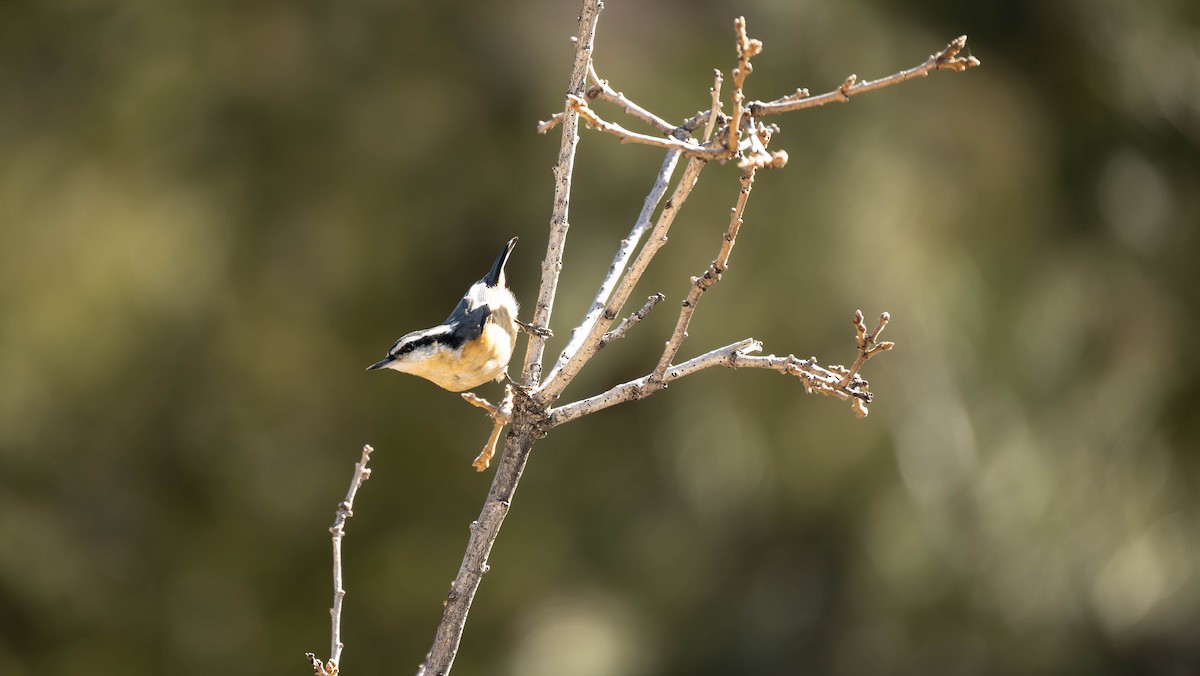 Red-breasted Nuthatch - ML615353547