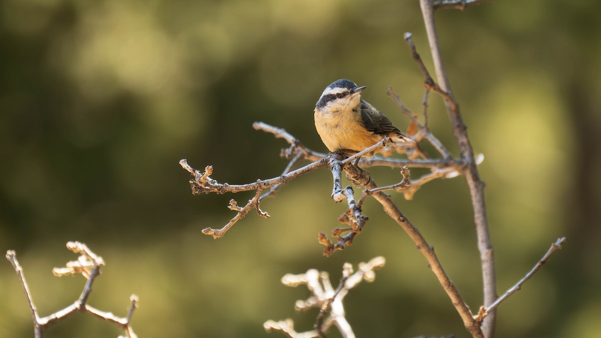 Red-breasted Nuthatch - ML615353548