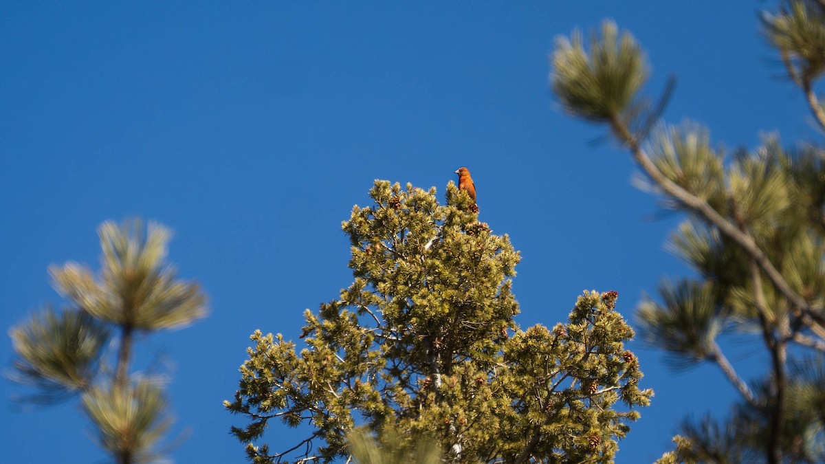 Red Crossbill - ML615353559