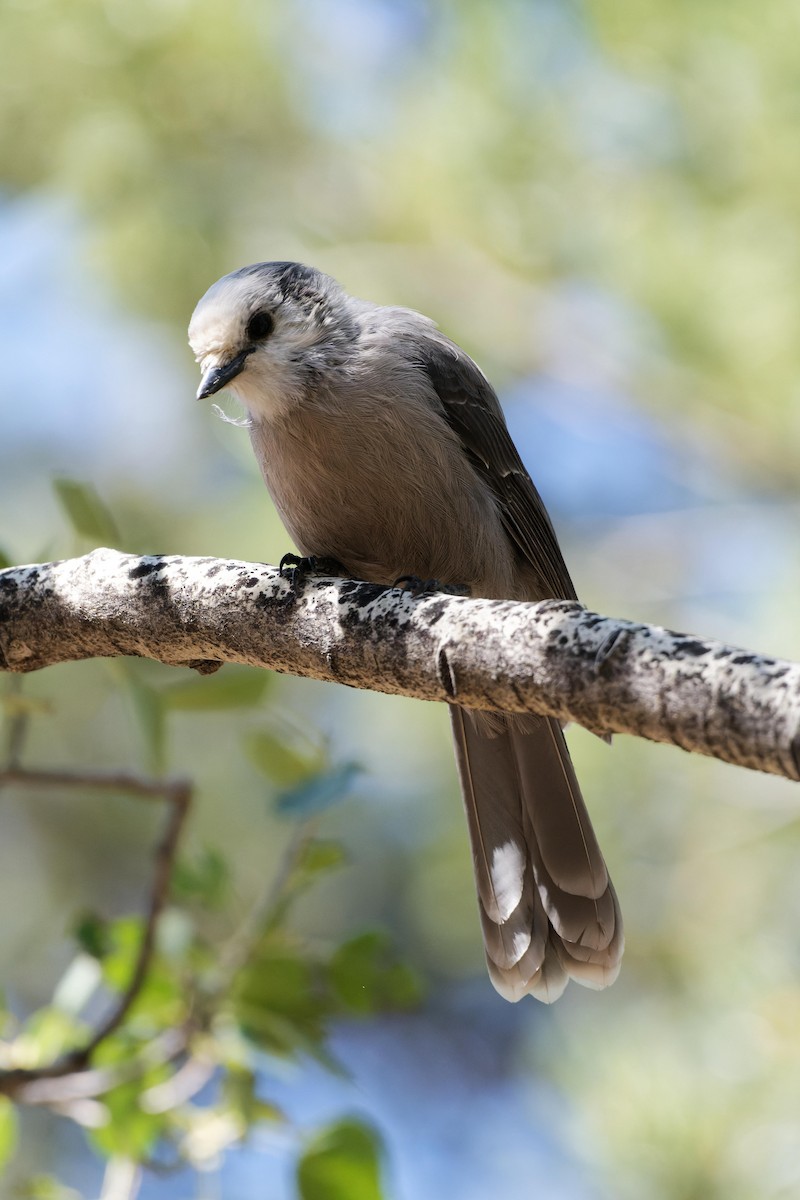 Canada Jay - Leslie Holzmann