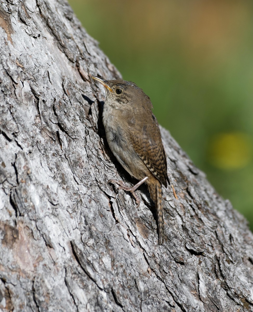 House Wren - Leslie Holzmann