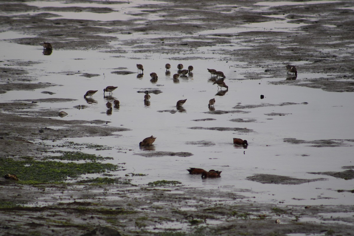 Long-billed Dowitcher - ML615353594