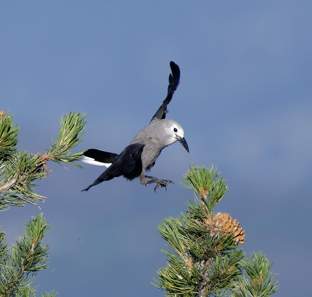 Clark's Nutcracker - Leslie Holzmann