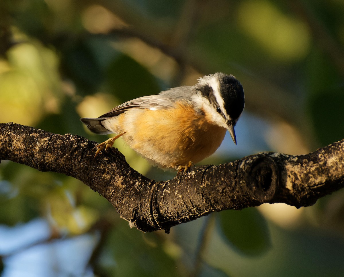 Red-breasted Nuthatch - Leslie Holzmann