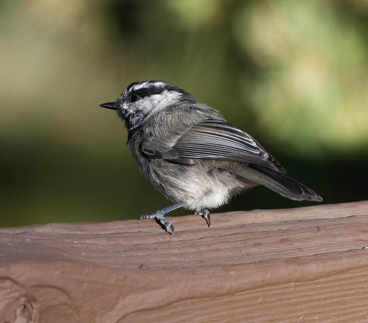 Mountain Chickadee - Leslie Holzmann