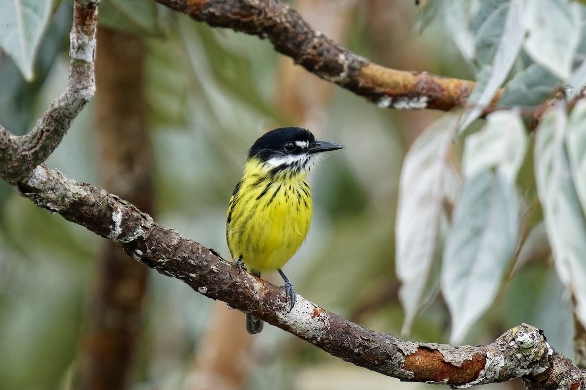 Painted Tody-Flycatcher - ML615353623