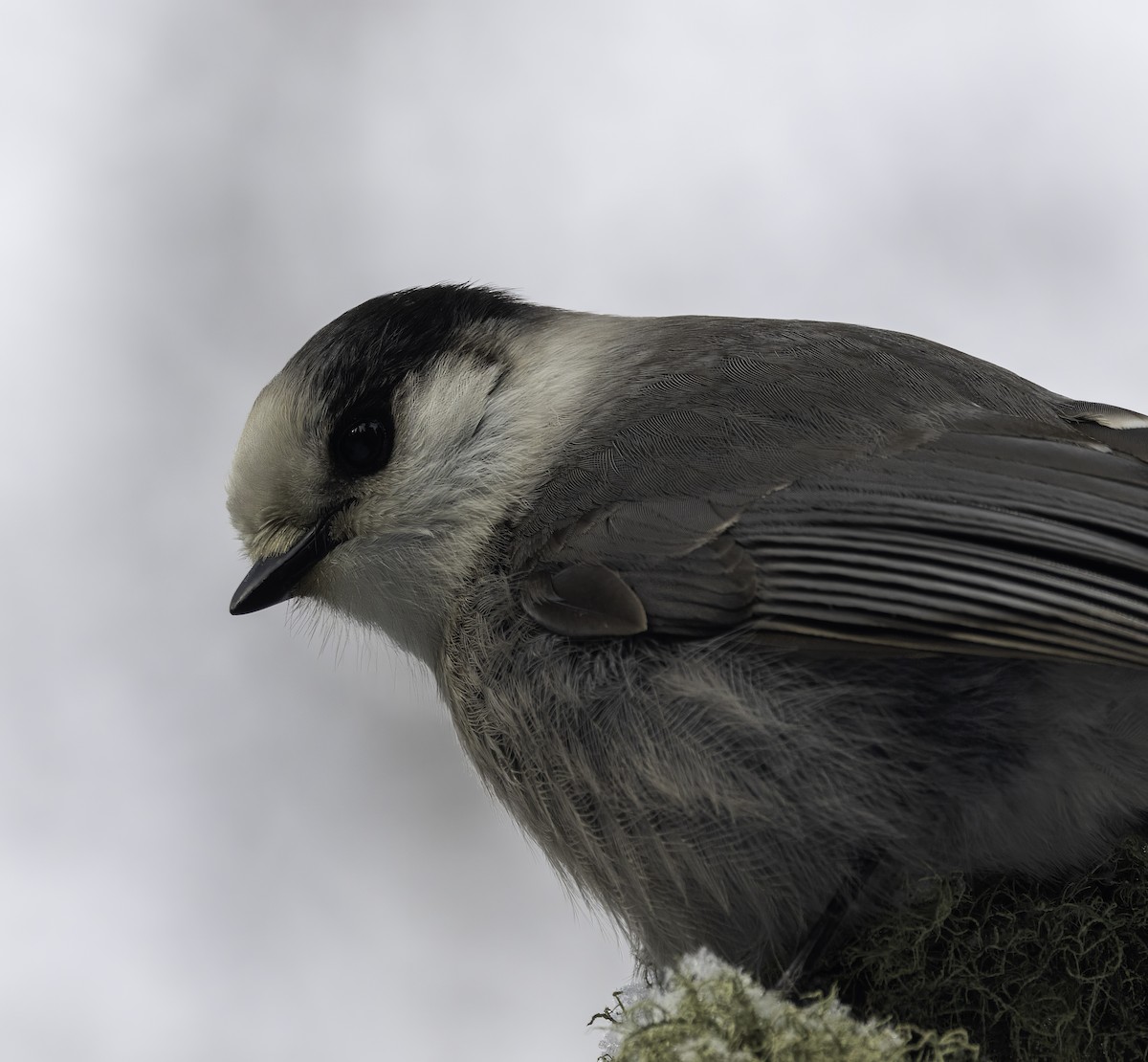 Canada Jay - ML615353706