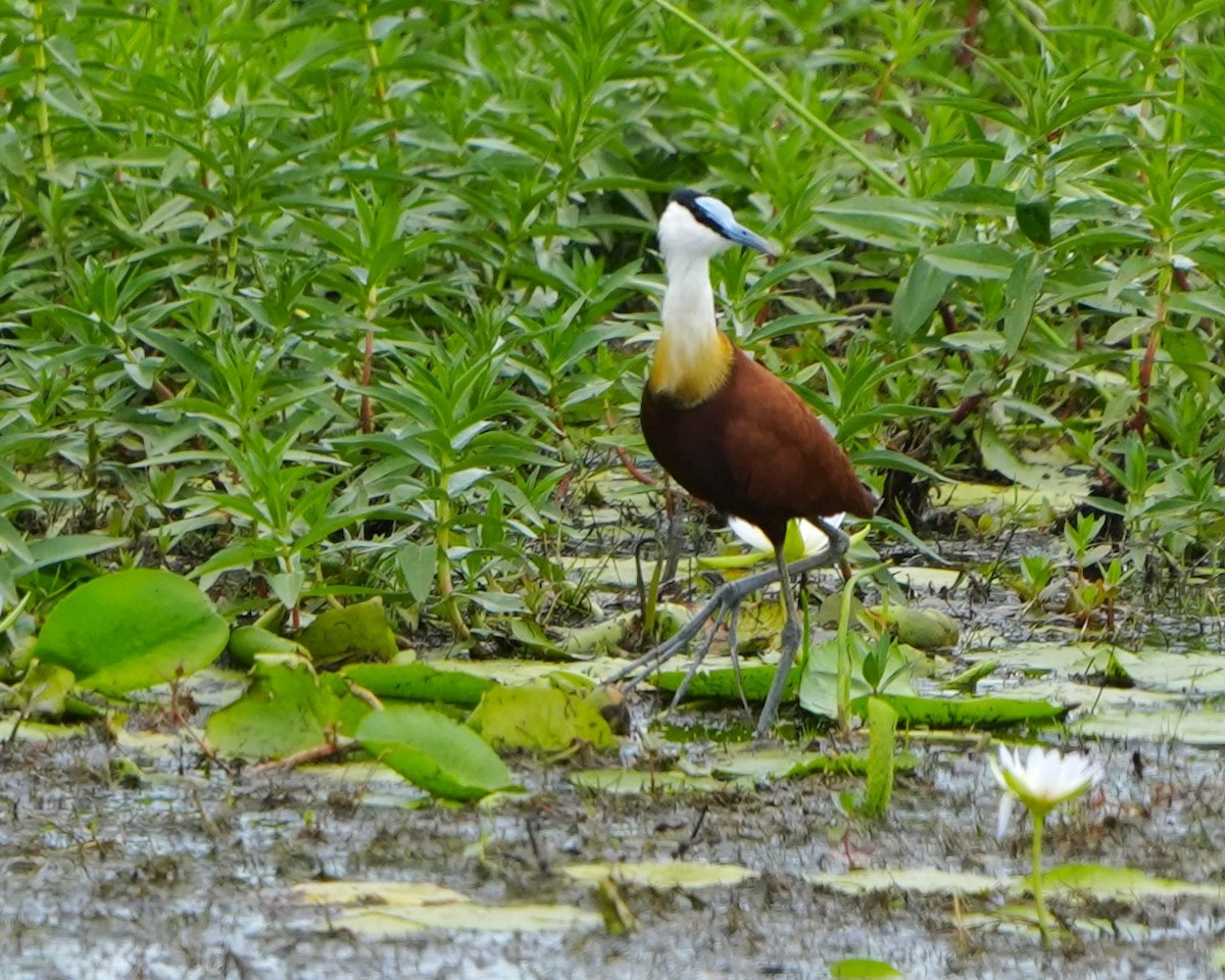 African Jacana - Gloria Markiewicz