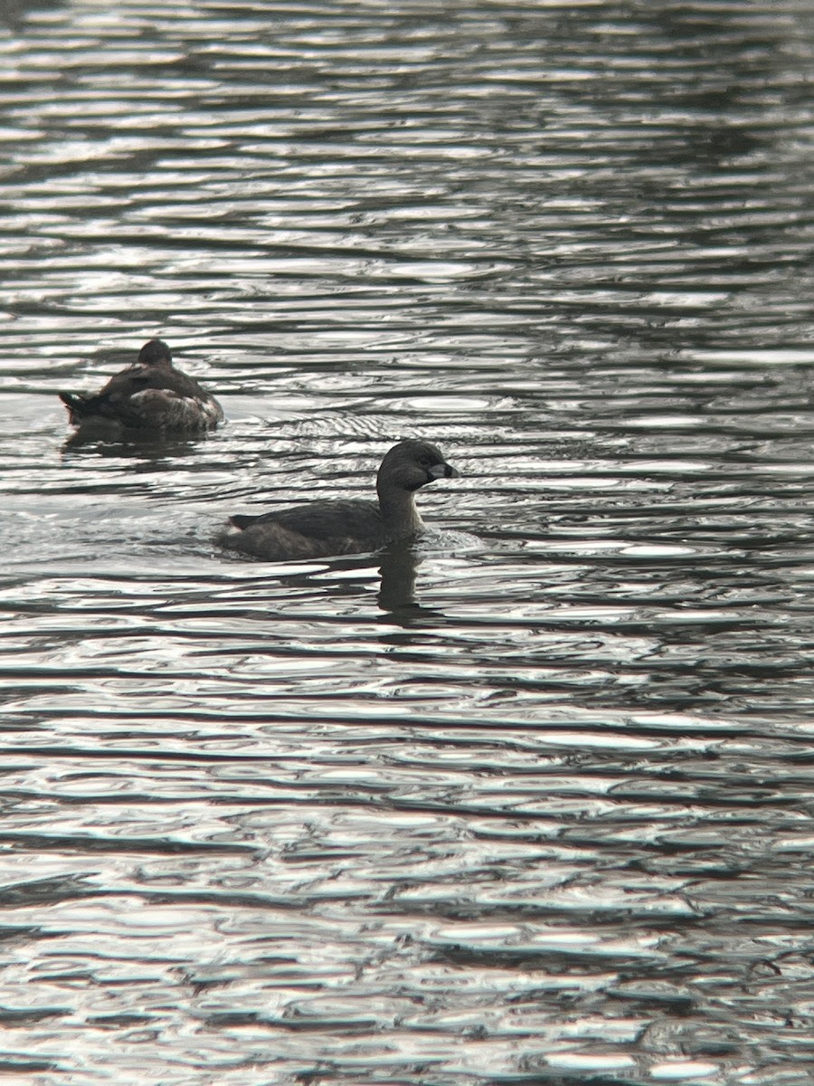 Pied-billed Grebe - ML615353821