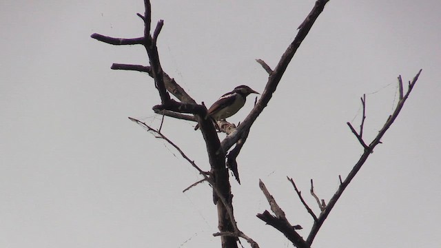 Indian Pied Starling - ML615353835