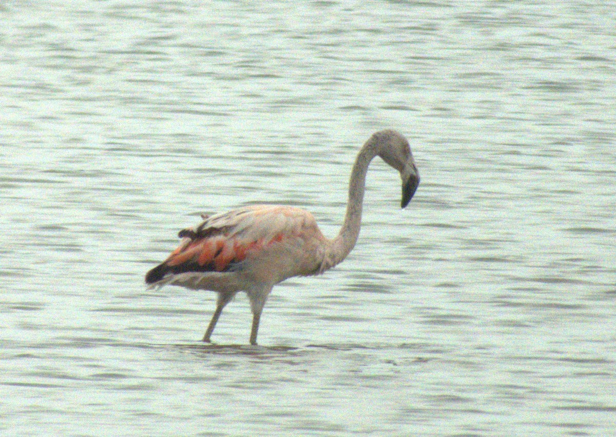 Chilean Flamingo - ML615353891