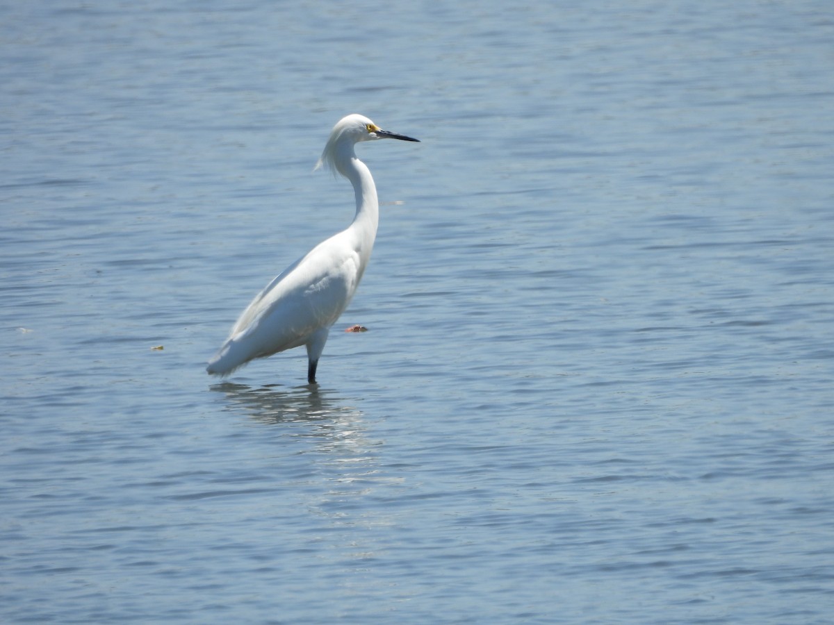 Snowy Egret - Eduardo Acevedo