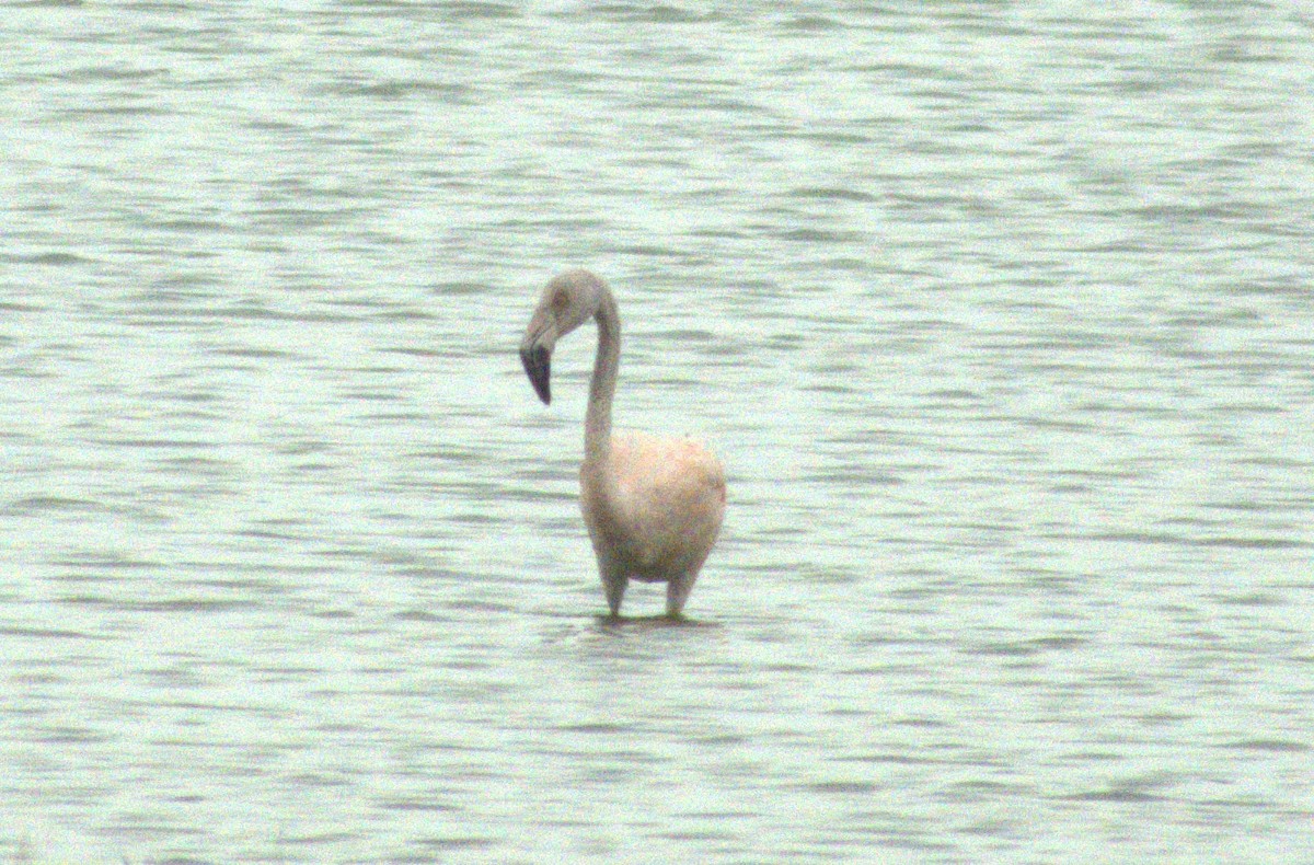 Chilean Flamingo - ML615353917