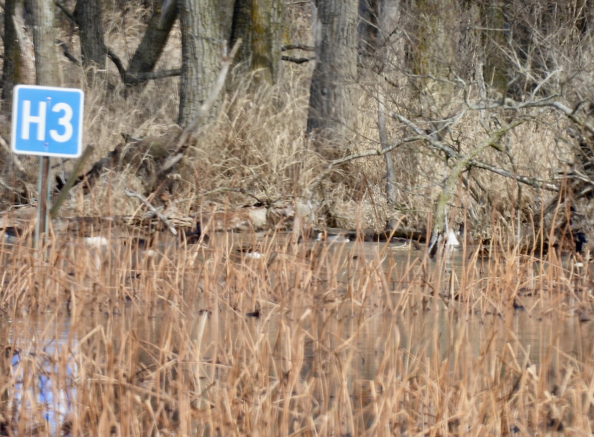 Eurasian Wigeon - ML615353929