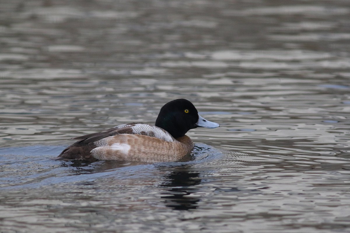 Greater Scaup - ML615353964