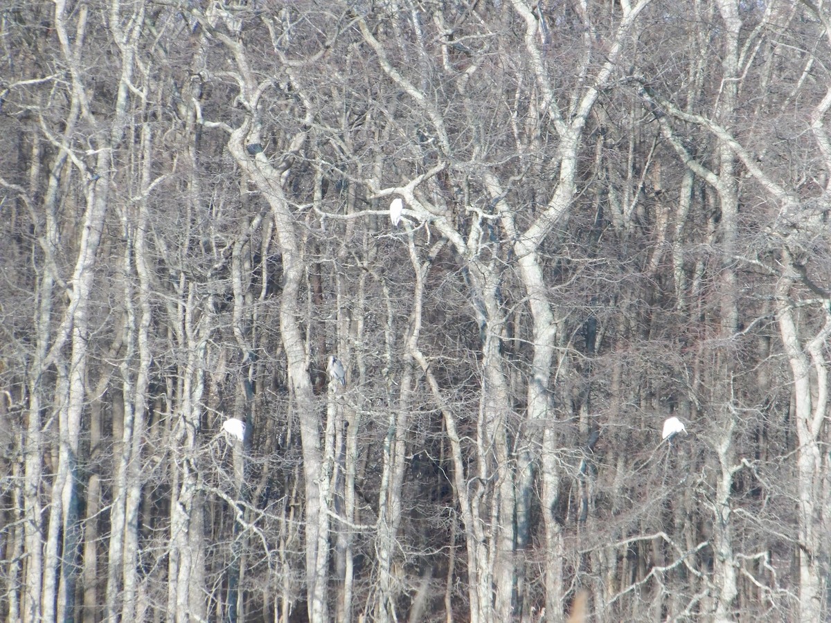 Great Egret - ML615353986