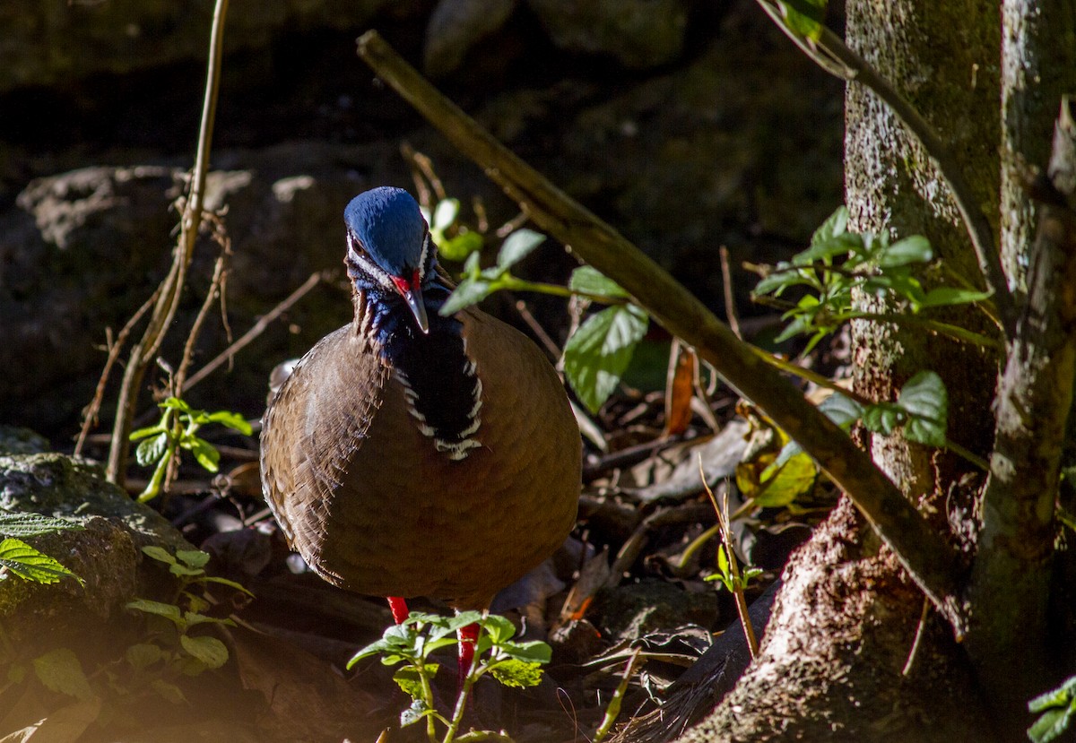 Blue-headed Quail-Dove - ML615354015