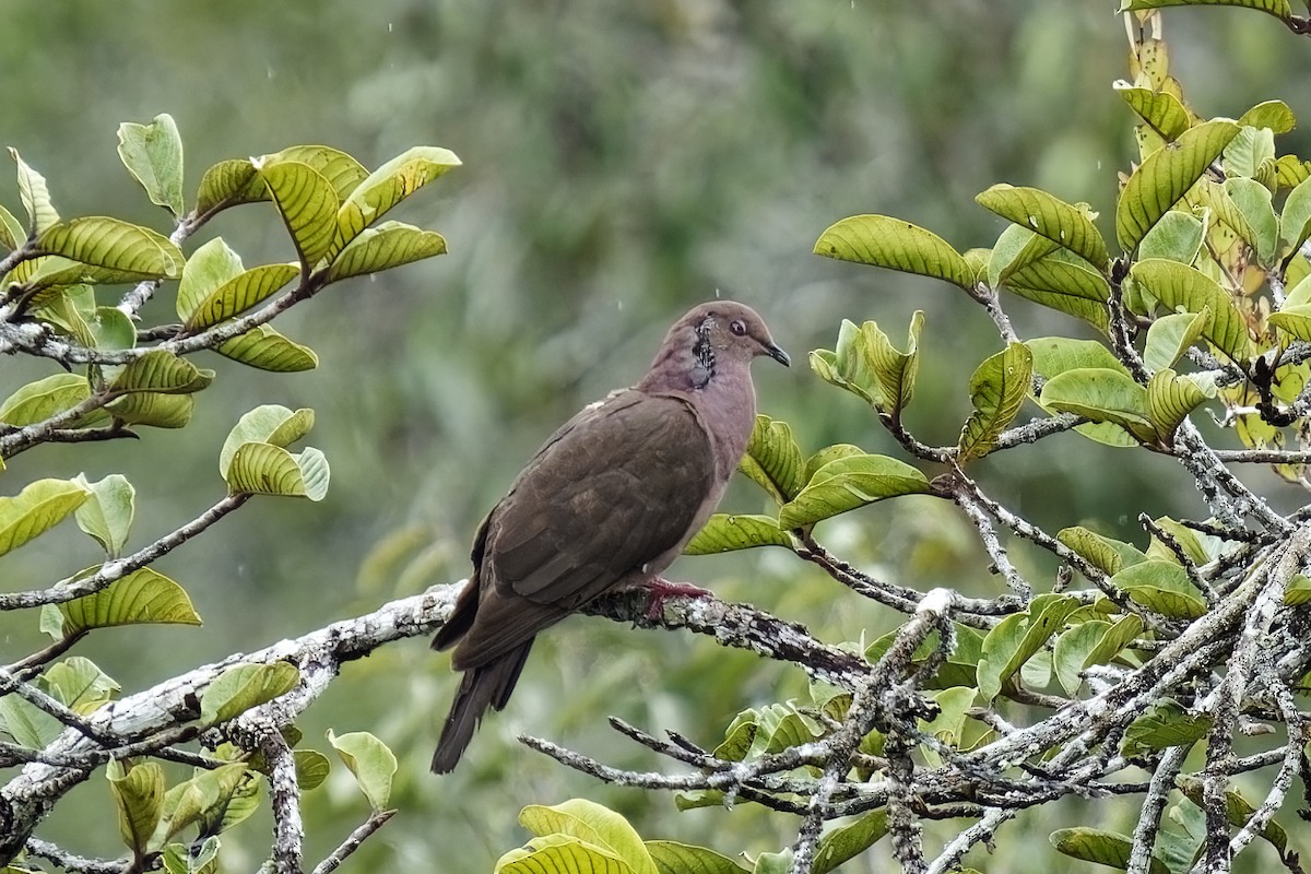 Plumbeous Pigeon - Holger Teichmann