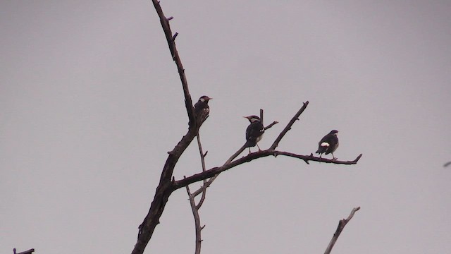 Indian Pied Starling - ML615354063