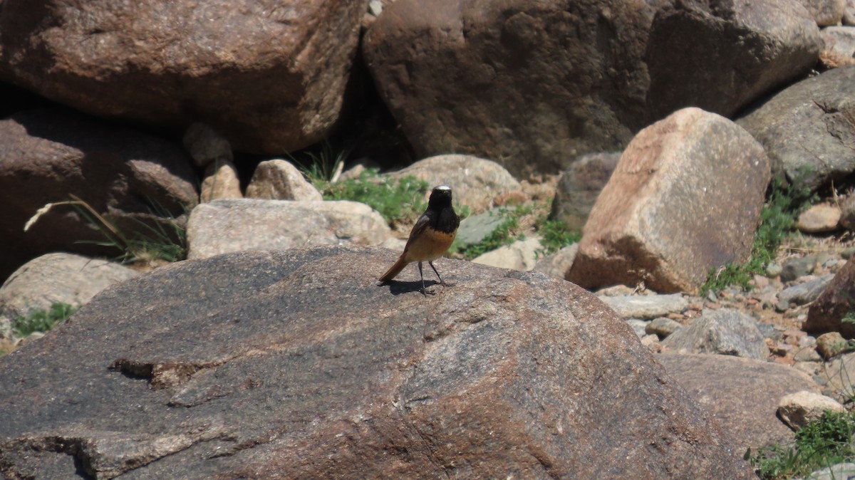 Black Redstart - Lutz Schmechta