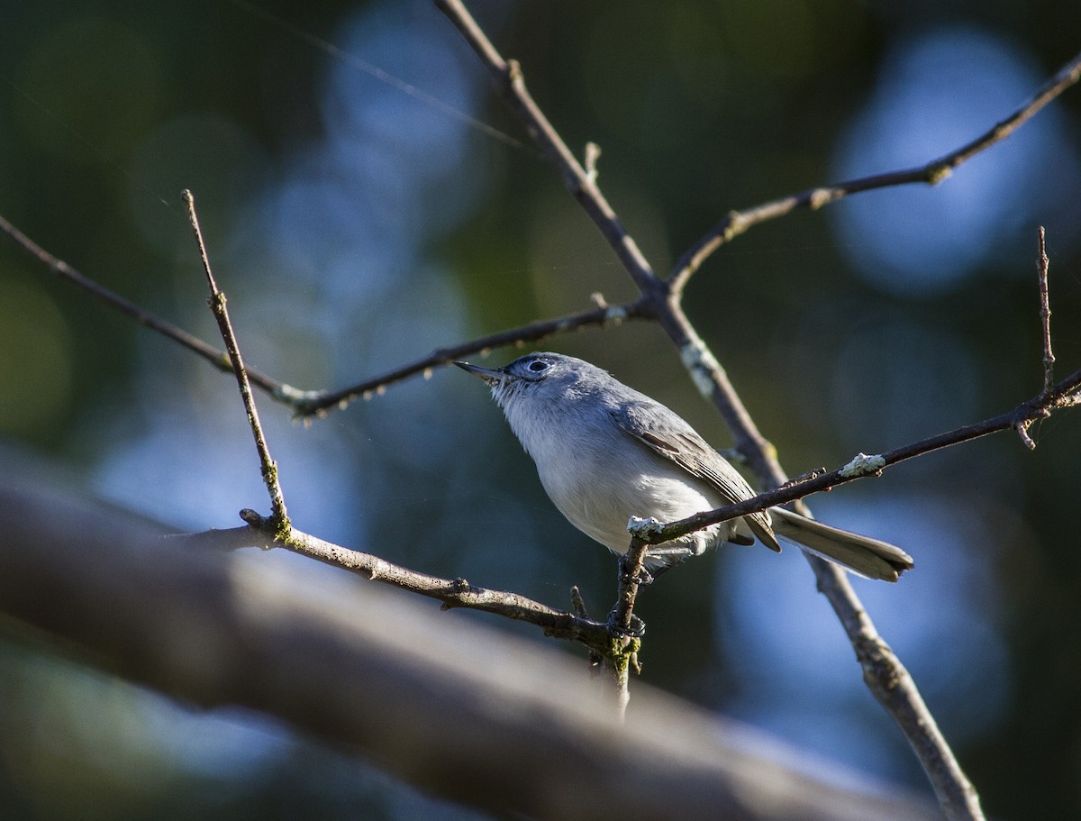 Blue-gray Gnatcatcher - ML615354098