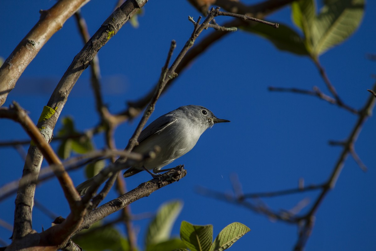 Blue-gray Gnatcatcher - ML615354099