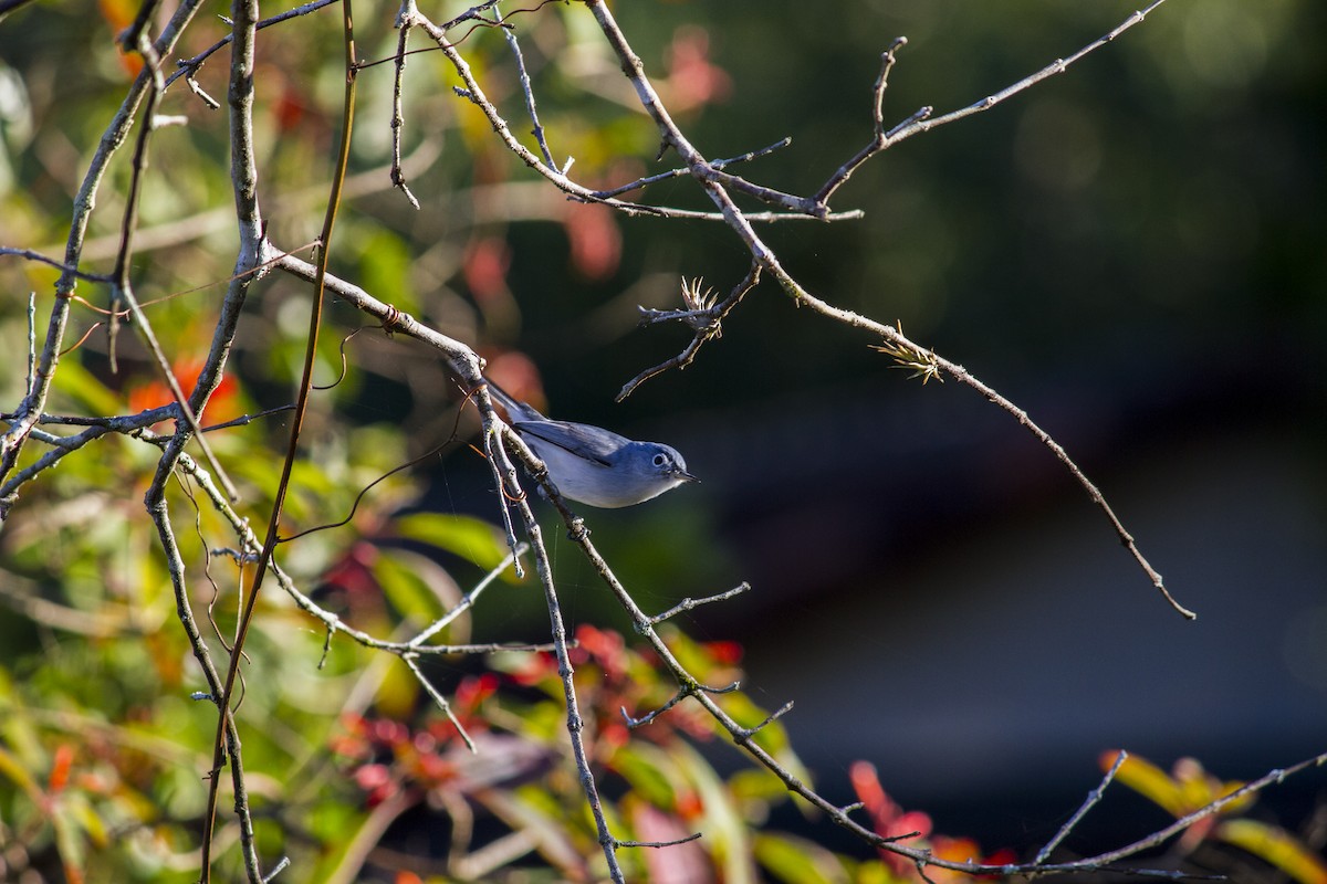 Blue-gray Gnatcatcher - ML615354100