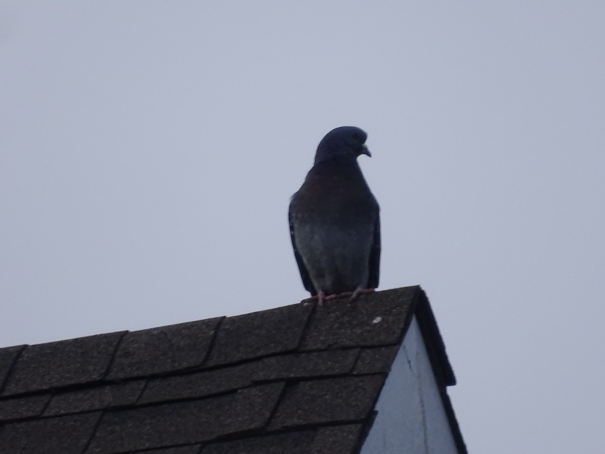 Pigeon biset (forme domestique) - ML615354103