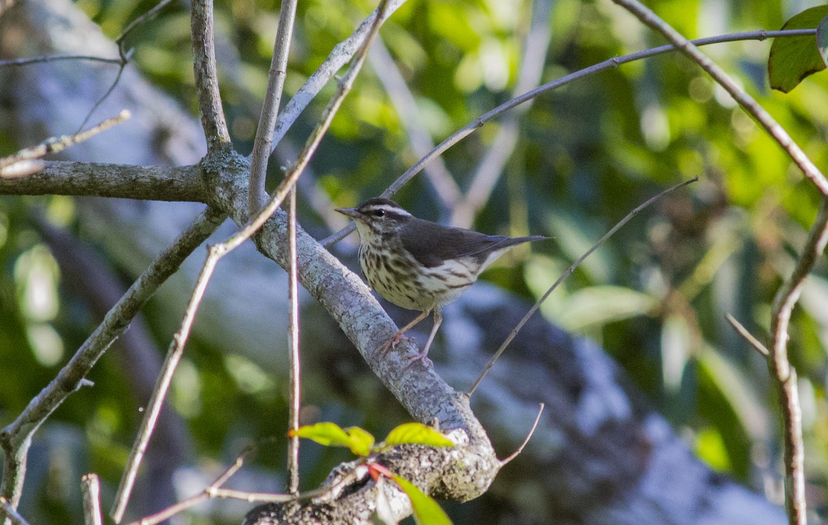 Northern Waterthrush - ML615354122