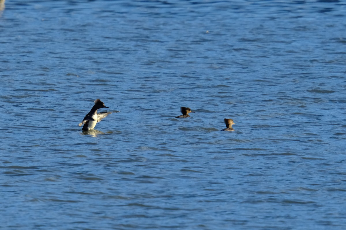 Hooded Merganser - ML615354222