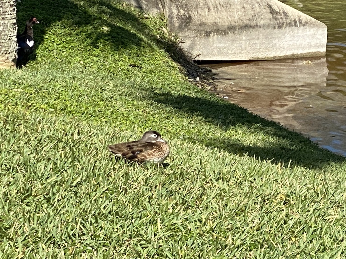 Wood Duck - ML615354241