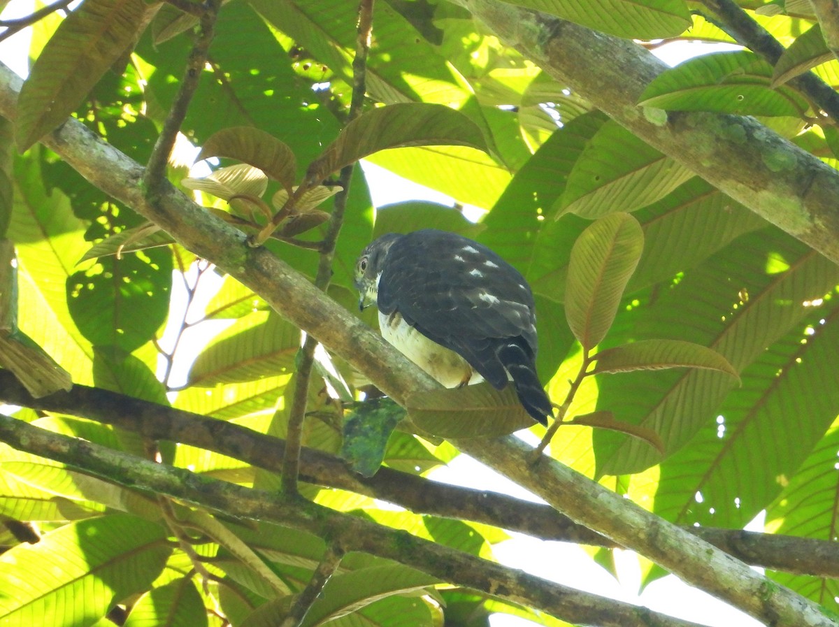 Double-toothed Kite - ML615354250