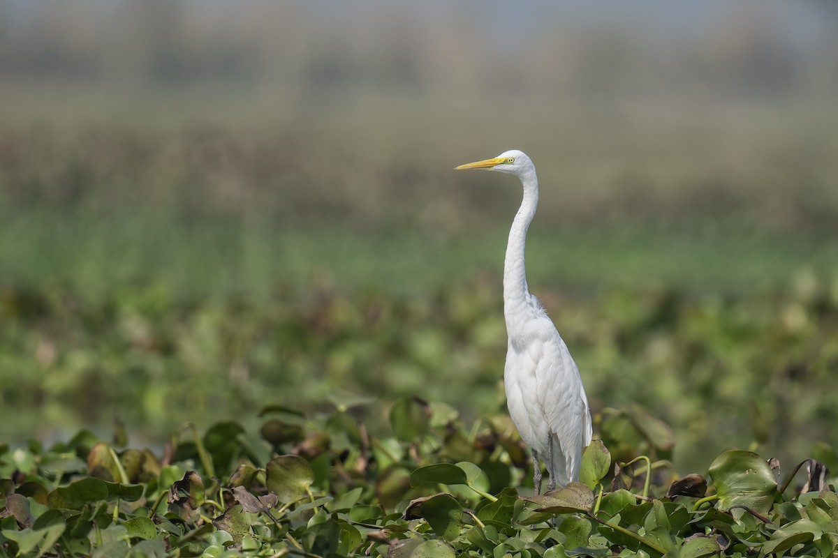 Medium Egret - Parthasarathi Chakrabarti