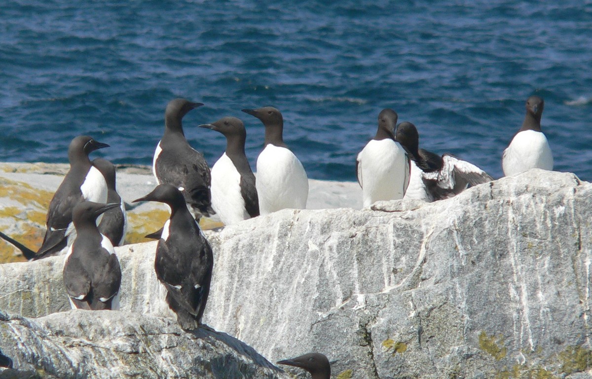 Common Murre - William Seigart