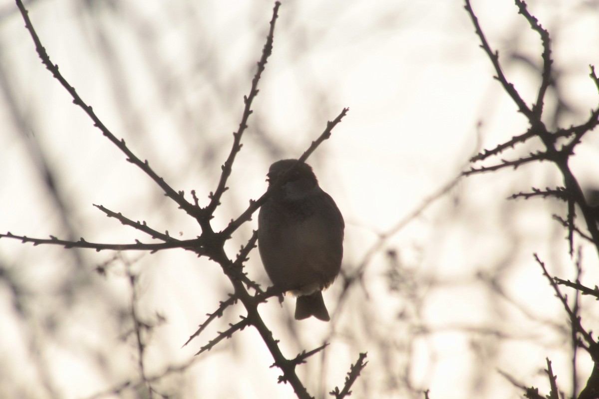 Moineau domestique - ML615354420