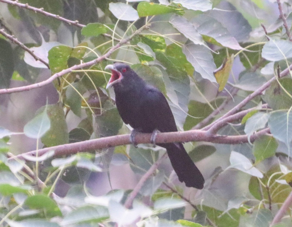 Asian Koel - Kaustav Banerjee