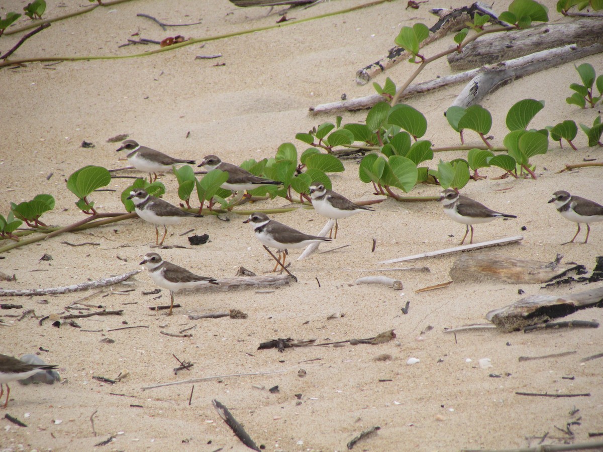 Semipalmated Plover - ML615354497