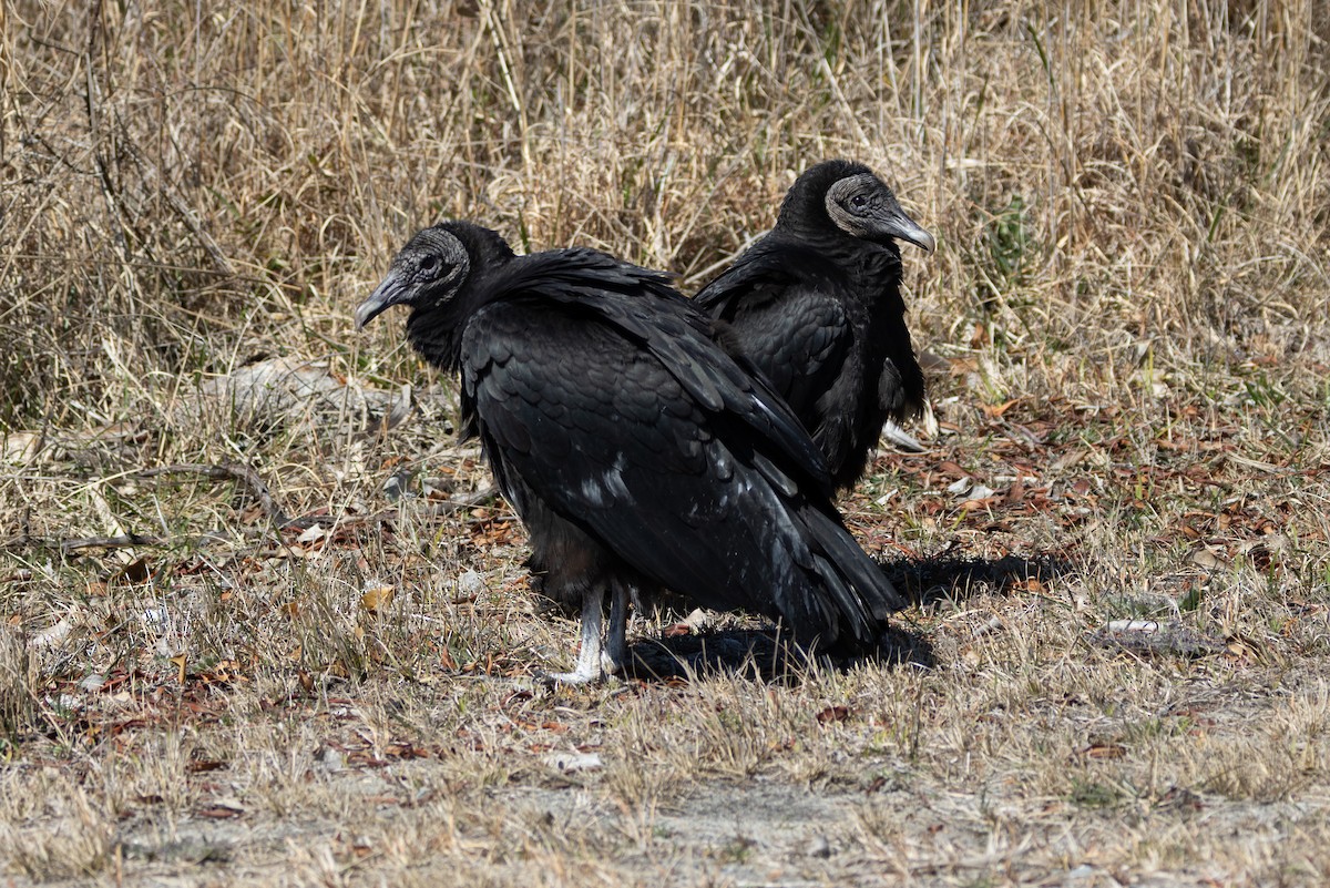 Black Vulture - ML615354545