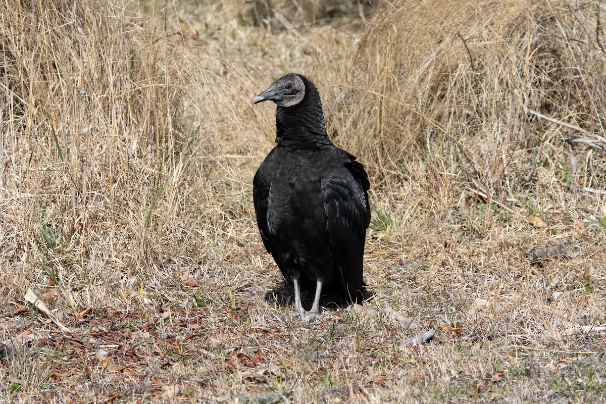 Black Vulture - ML615354548