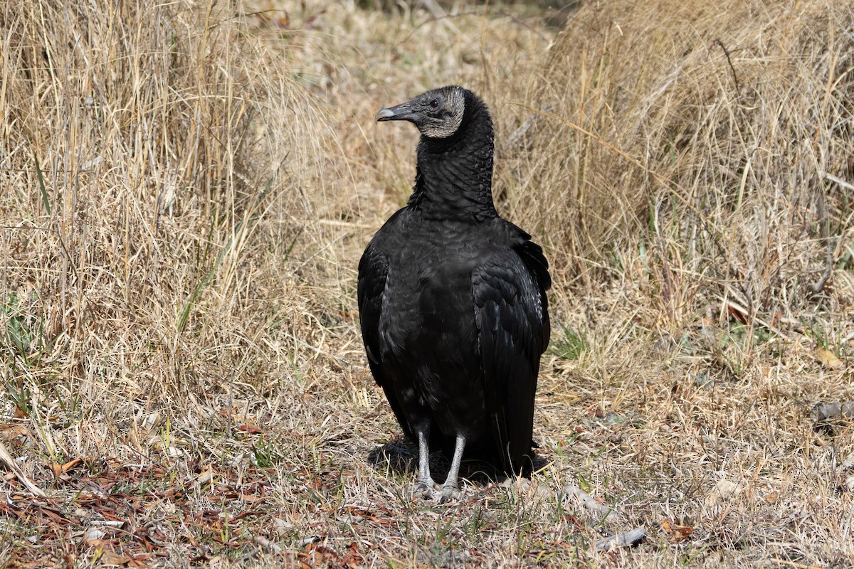Black Vulture - ML615354549