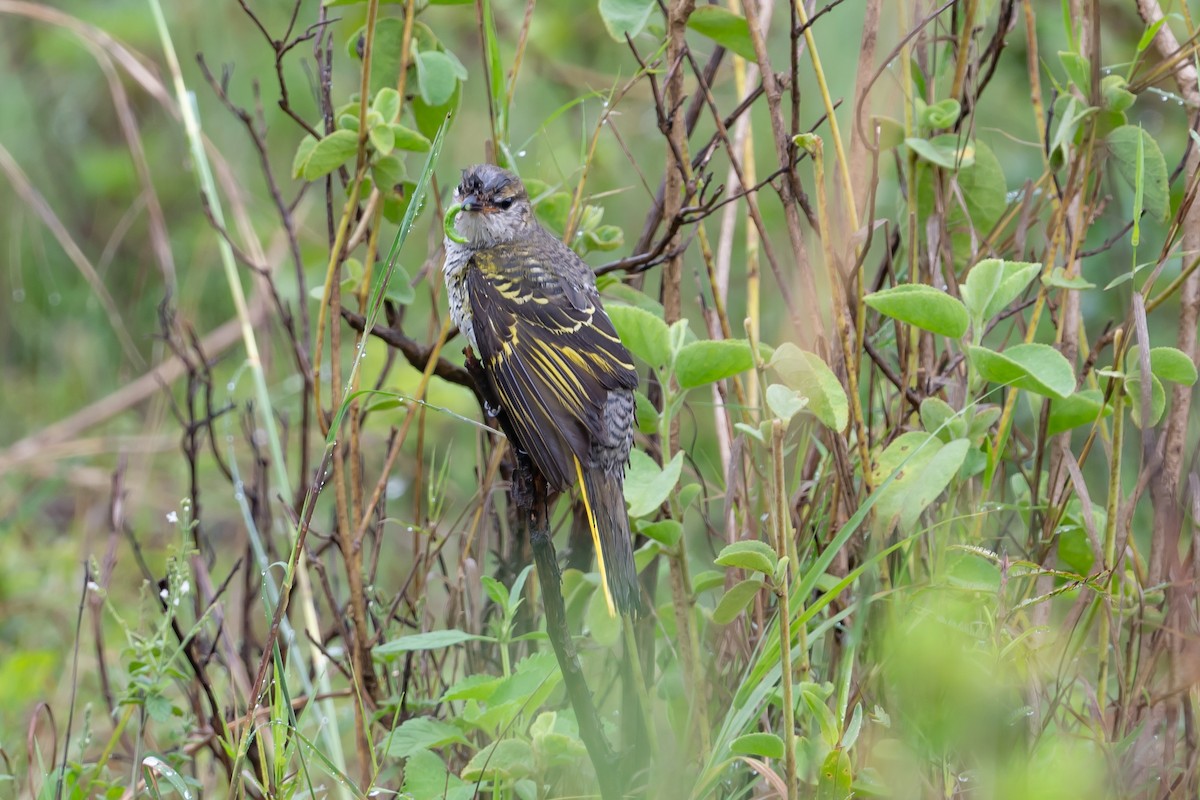 Black Cuckooshrike - John Gapski