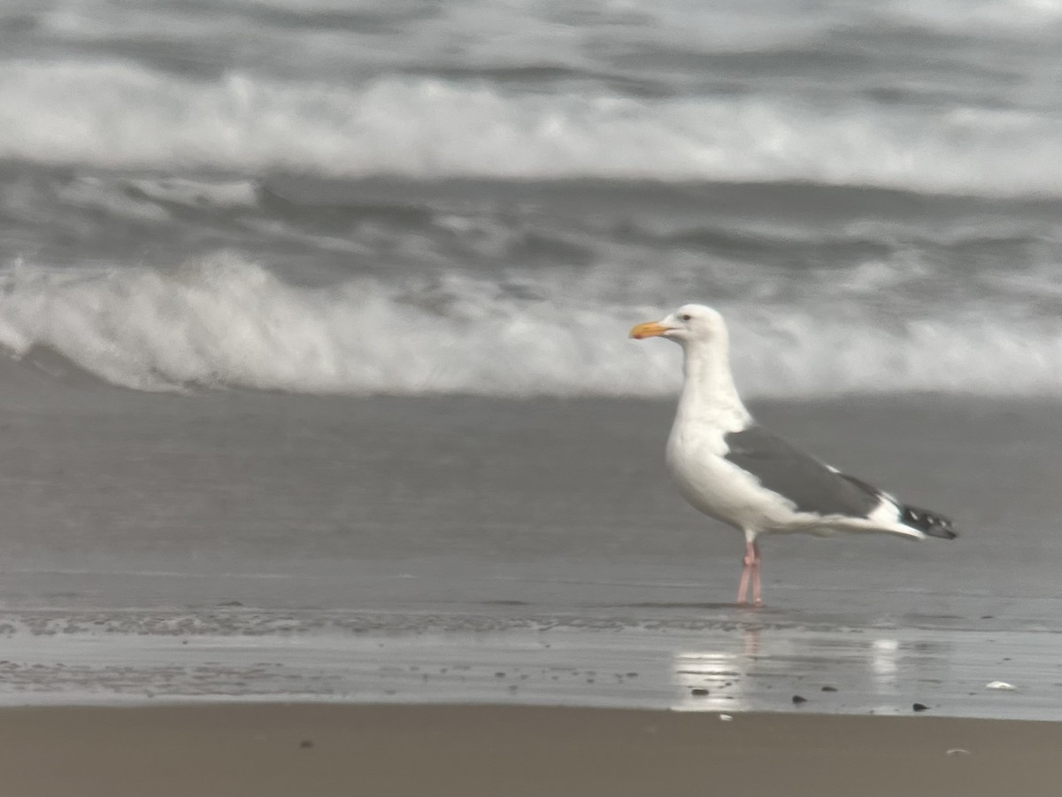 Gaviota Occidental - ML615354668