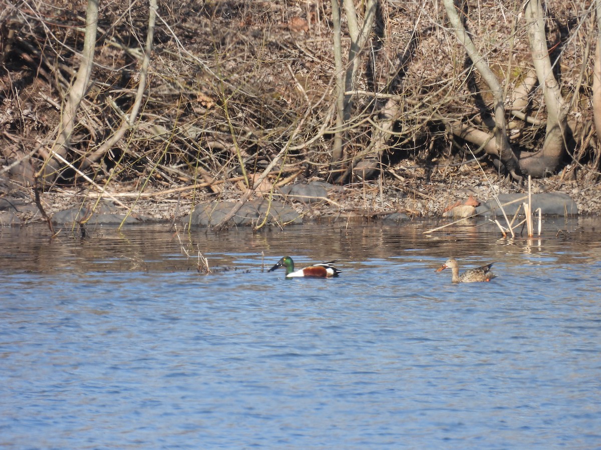 Northern Shoveler - ML615354729