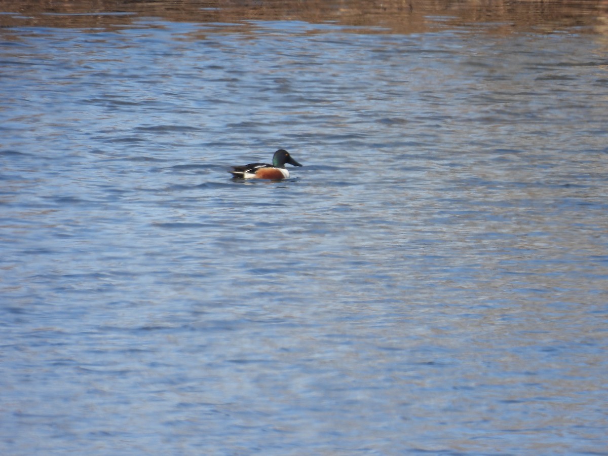 Northern Shoveler - ML615354743