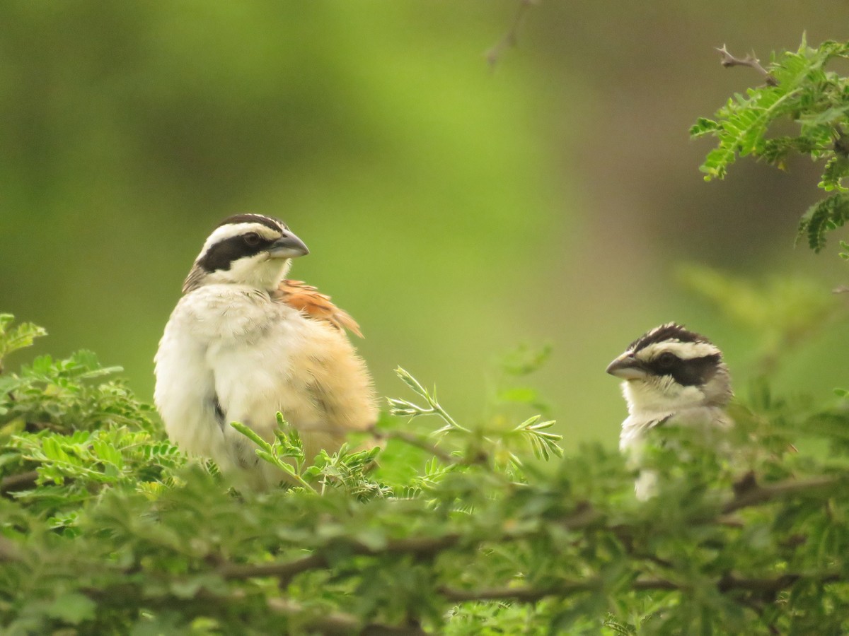 Stripe-headed Sparrow - ML615354764